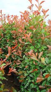 Photinia photinias have become very popular in australian backyards because of their bright red fancy foliage and their highly effective hedging qualities. Photinia Red Robin Hedge Red Robin Hedging Online Uk Irl