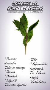 190 Plantas Ideas Natural Medicine Herbalism Health