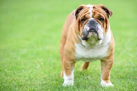 Regardless the reason for your frenchie's shedding, there's often an easy solution. Do Bulldogs Shed Much Hair Stop My Dog Shedding
