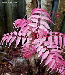 Image result for Cedrela