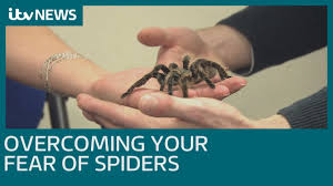 Just seeing a spider causes some people to become anxious, and it can be very difficult to dislodge this particular fear from your unconscious. How Do You Overcome A Fear Of Spiders Itv News Youtube