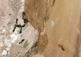 Leading home and commercial termite and pest control in st. Landing Page Affordable Pest Termite Control