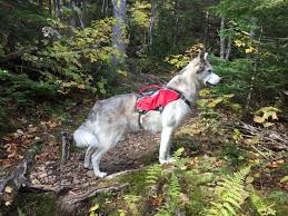 A webmaster is a person responsible for maintaining one or more websites. Paws On Peaks Gear Review Web Master Pro