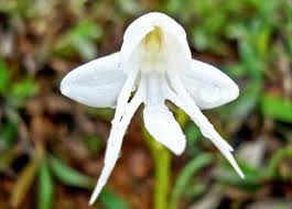 Image result for Habenaria galpinii