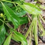 Image result for Morinda lucida
