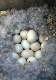 Egg Dump Wood Ducks Bird Nest Craft Bird Eggs