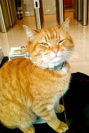 Pin By Selma Sancar On Bob The Cat And James The Street Cat That Saved James Life Check Their Story Out On Youtube Street Cat Bob Tabby Cat Cats And Kittens