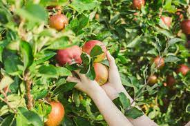 Ключевые правила ухода за огородом