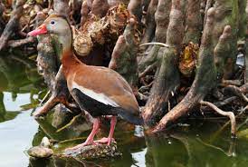 Filmed in vera cruz and chiapas. Black Bellied Whistling Duck Audubon Field Guide