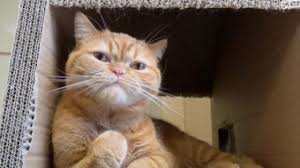 Perawatan kucing adalah kunci utamanya. 11 Jenis Makanan Kucing Untuk Gemuk Arenahewan Com