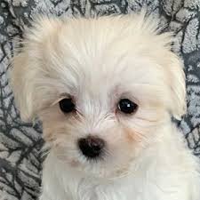 Maybe you would like to learn more about one of these? Maltese Puppies Heavenly Puppies