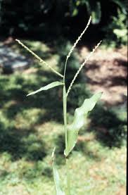 Image result for Urochloa platynota