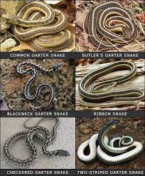 The Different Types Of Garter Snakes Pet Snake Snake Lovers Types Of Snake