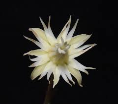 Image result for Mimusops afra