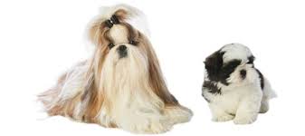 Elevage De Shih Tzu Lof Vente De Chiots Shih Tzu Elevage De Chiot Shih Tzu Inscrit Au Lof Konowane Kennel Chiot Shih Tzu Chien Shih Tzu Shih Tzu