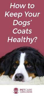 How To Keep Your Dog S Coat Healthy Soft And Smooth Hair In Dogs Doesn T Just Look Good It Also Indicates Health And Positive Wel Dogs Dog Coats Your Dog