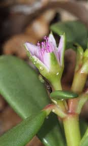 Image result for Sesuvium portulacastrum