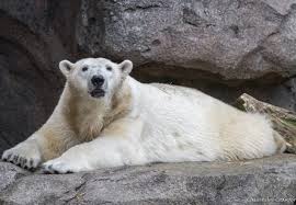 How can you tell if a polar bear is pregnant? | Cincinnati Zoo Blog