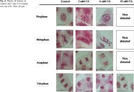 Prepare a temporary mount of onion root tip to study mitosis. Phases Of Mitosis In Control And 1 Day Ca Treated Root Tip Cells Bars Download Scientific Diagram