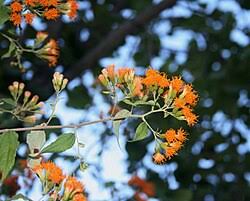 Image result for Distephanus divaricatus