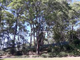 Image result for Eucalyptus cloeziana