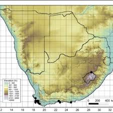 Image result for Trisetopsis elongata