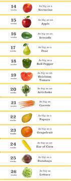 3.5kg, around 7lb 11oz, (the average birthweight for a baby in the uk). 4 Weeks Pregnant Baby Size Fruit Novocom Top