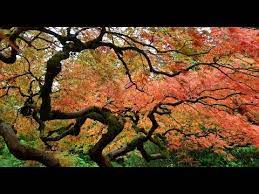 Portland Japanese Garden 20141025 1080p Hd Portland Japanese Garden Japanese Garden Zen Garden
