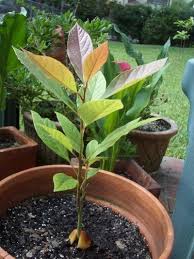 Can you grow fruit trees indoors. 15 Best Indoor Fruit Trees Ideas
