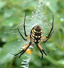 Can These Ordinary Insects Actually Save Your Garden Http Www Offthegridnews Com 2014 06 11 Can These Ordinary Insects Actual Garden Spider Spider Insects