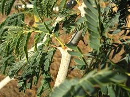 Image result for Faidherbia albida