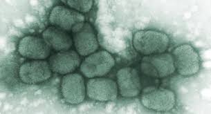 Federation Of American Scientists Smallpox Fact Sheet