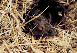 Manch einer hält sogar welche als haustiere. Ratten Im Garten Oder Haus Ratgeber Und Publikationen Unsere Geschichten Vier Pfoten Osterreich