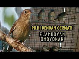 Entdecke rezepte, einrichtungsideen, stilinterpretationen und andere ideen zum ausprobieren. Cara Memilih Burung Flamboyan Di Ombyokan Ala Hamdantv Youtube