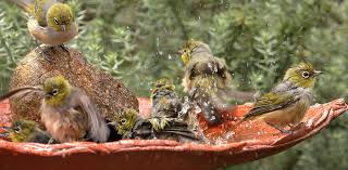 The Secret World Of Bird Baths Australian Geographic