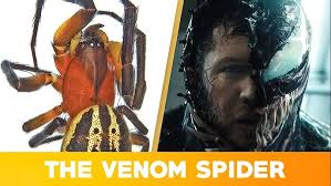 Spider enthusiast discovers huge new species of deadly funnel web