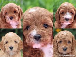 Cavapoo is a hybrid breed from the cross between the cavalier spaniel and the poodle. Cavapoos And Mini Cavapoos Cavoodles For Sale