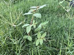 Image result for Grona hirta