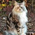 Maine Coon Pictures, Information, and Reviews
