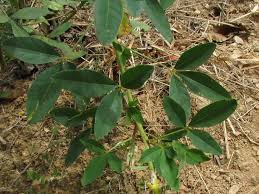 Image result for Crotalaria micans