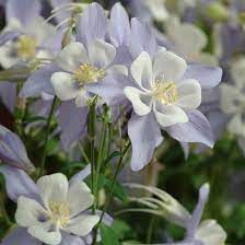 Pin On Gardening