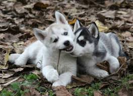 why don t we imagines preferences and smuts cancer daniel husky puppy husky baby husky