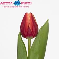 Abu dhabi, united arab emirates. Tyulpan Abu Hassan