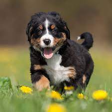 Bernese mountain dog puppies for sale houston texas. 1 Bernese Mountain Dog Puppies For Sale In Houston Tx