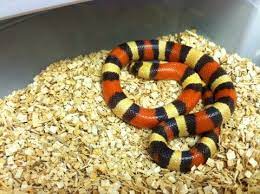 Apricot Pueblan Milksnake Milk Snake Snakes For Sale Snake
