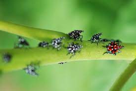 Scraped egg masses should be thrown away immediately. Pa Environment Digest Blog First Hatches Of Spotted Lanternfly Reported Tips For Management