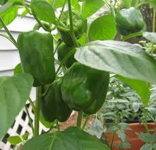Greenhouses train bell pepper plants up twine and they regularly reach thirteen feet tall. Staking Pepper Plants Best Way To Stake Peppers