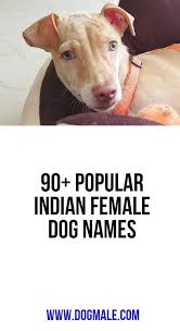 This could be why the british bully is very popular across the country, but it could also. 90 Popular Indian Female Dog Names Dog Names Female Dog Names Dogs