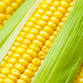 Family Day & Corn Roast