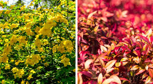 Maybe you would like to learn more about one of these? Jardin Facile 6 Arbustes Que L On Ne Taille Pas